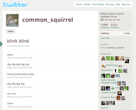 Twitter Common Squirrel